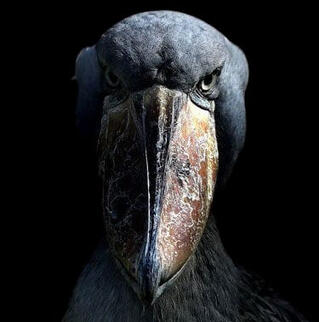 Shoebill stork